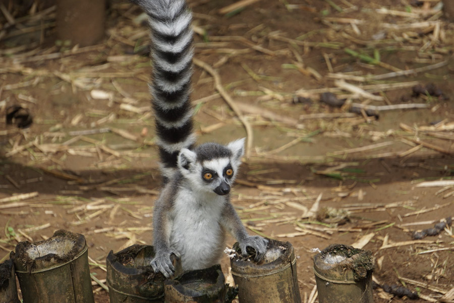 Madagascar - Lemurs Project