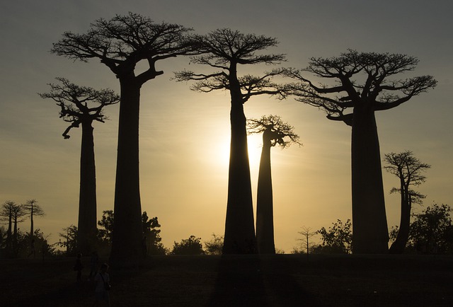Check out the Baobabs