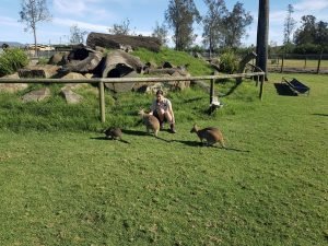 wallabie feeding