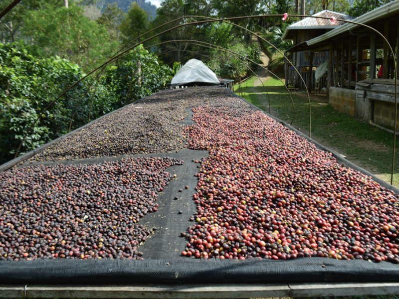 coffee beans drying