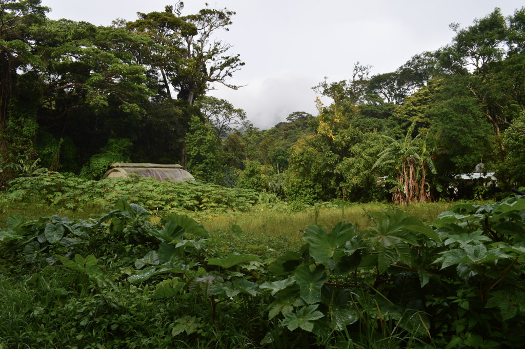 coffee farm Costa Rica
