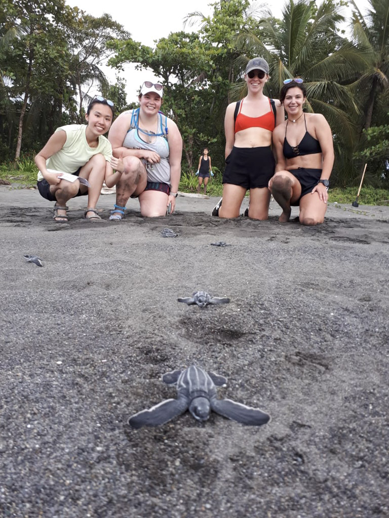 setting a turtle back to ocean