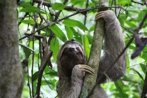 sloth in tree