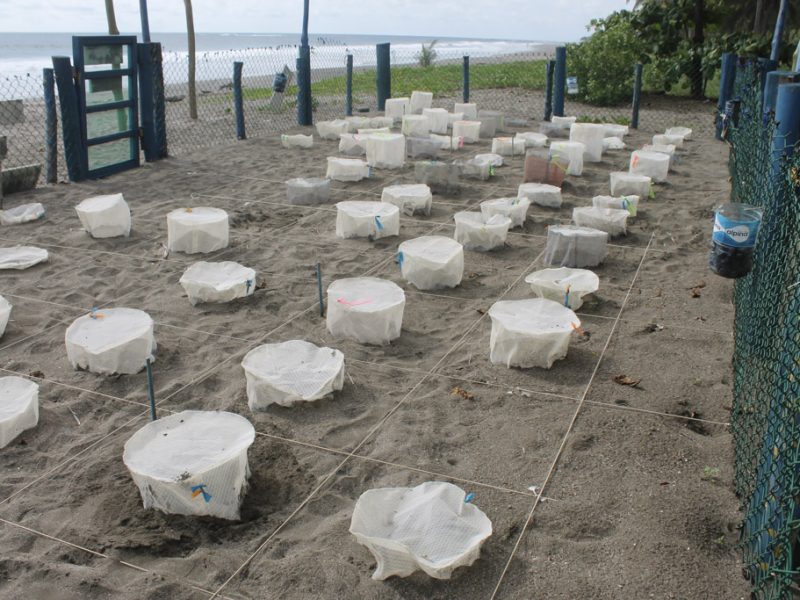 hatchling grids on beach