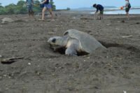 turtle popping head out of sand