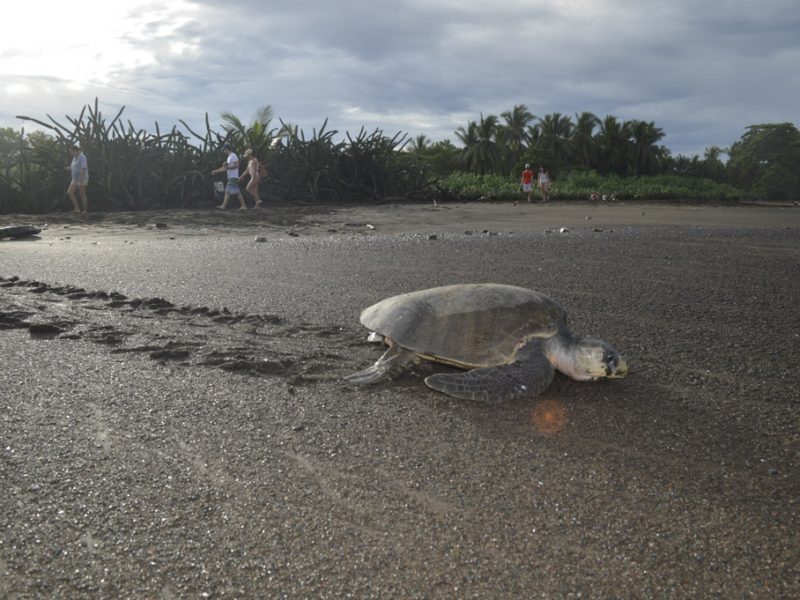 turtle walking on sandy beach