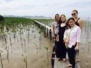 Mangrove nursery