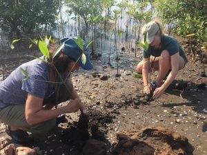 Plant mangrove trees at the field