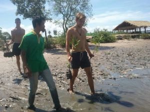 Planting new mangroves