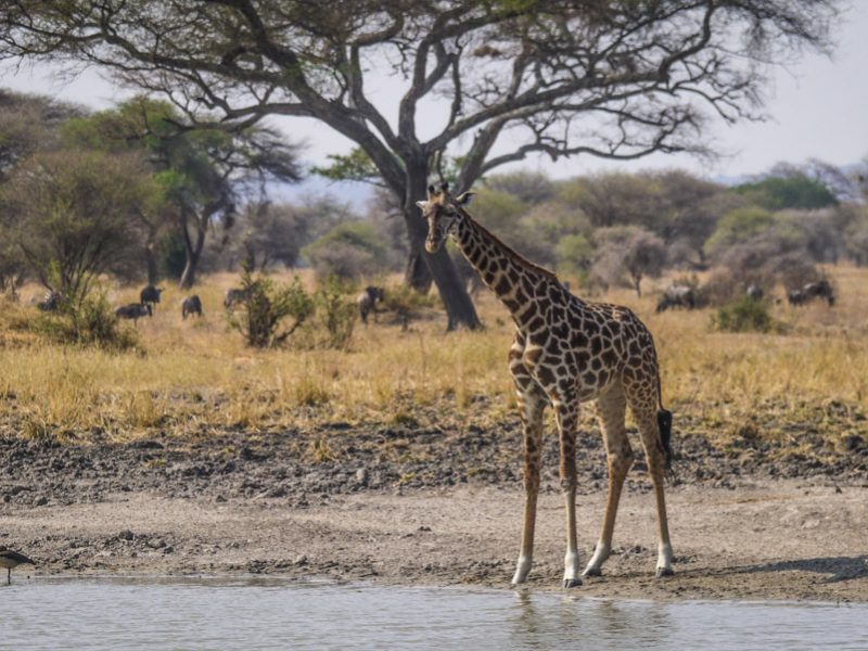 Tarangire National Park - Giraffe
