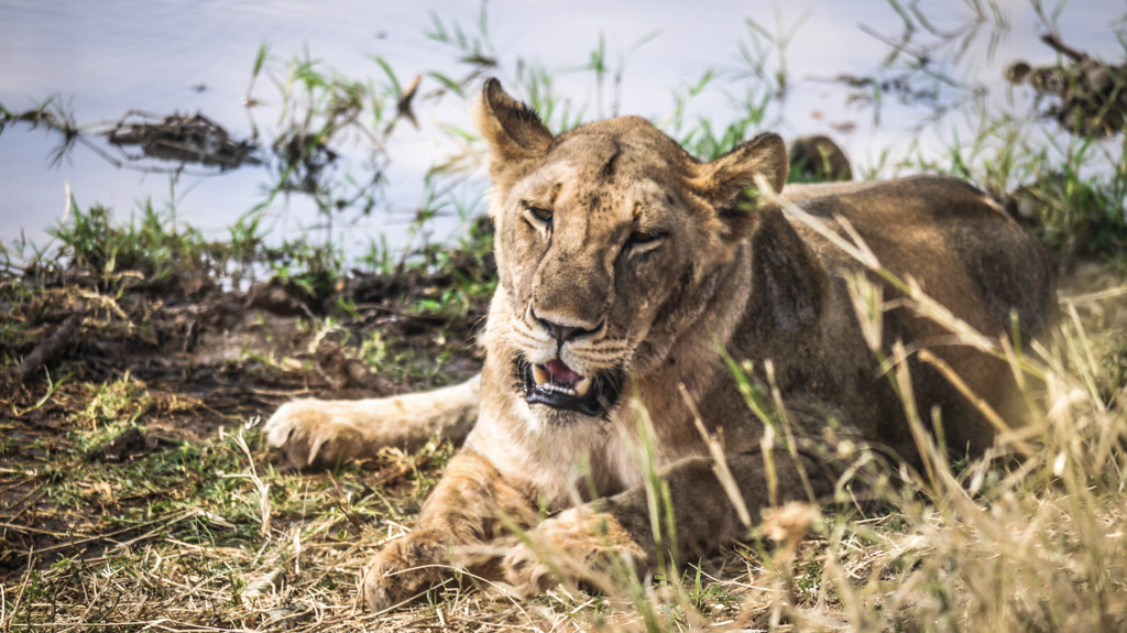 Tarangire National Park - Lioness