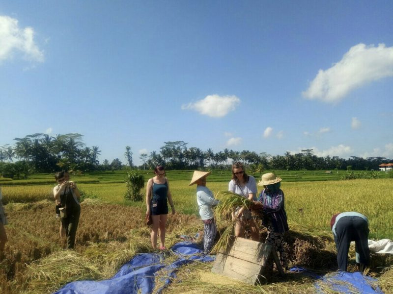 in the rice paddies