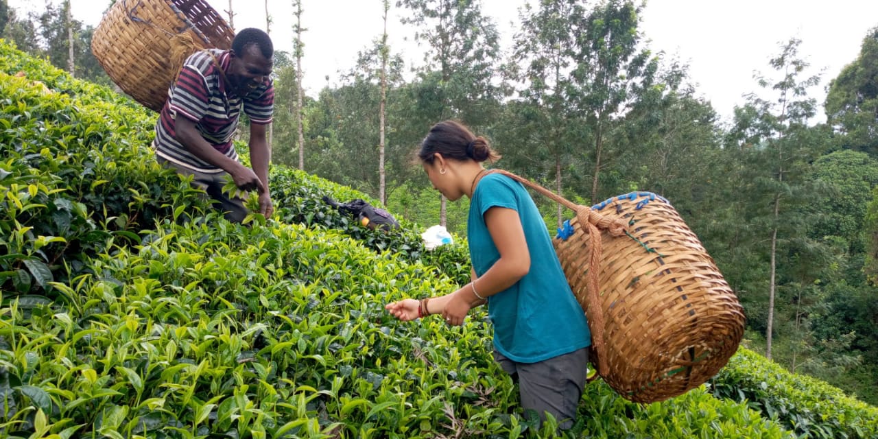 kenya tea farm