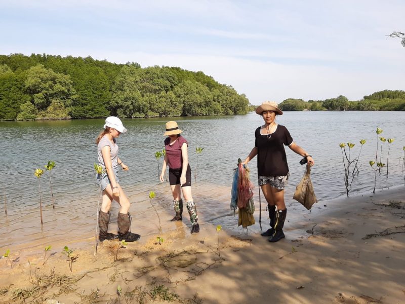Planting mangrove thailand