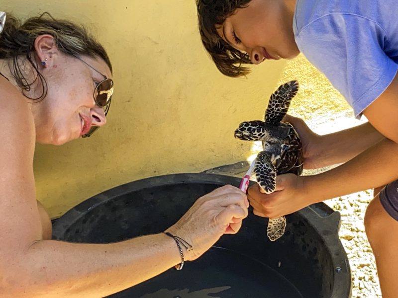 mum and son cleaning a turtle