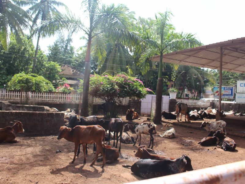 cows at animal shelter