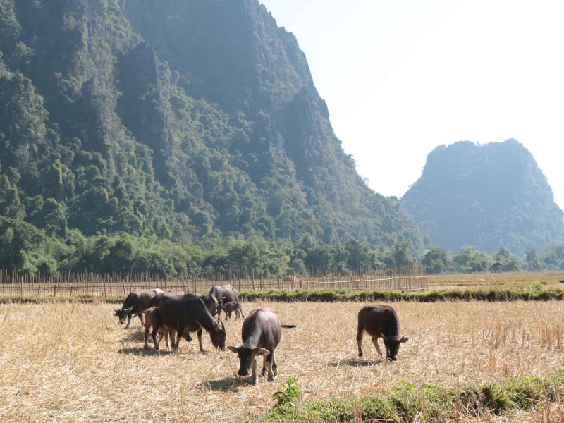 cattle in laos