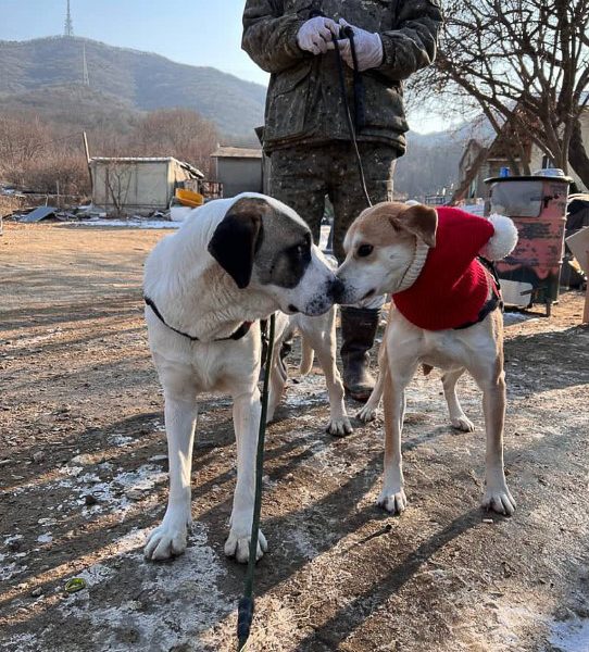 dogs in seoul centre