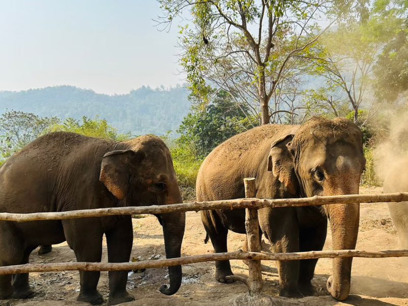 Chiang Mai Elephant Project_18