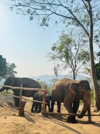 Elephant Conservation, Chiang Mai