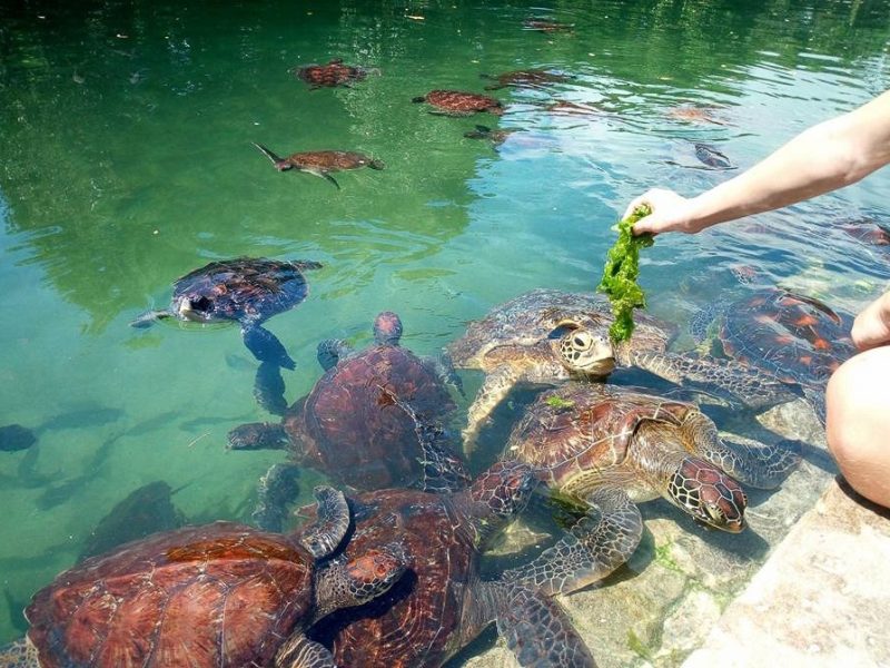 _Feeding sea turtles