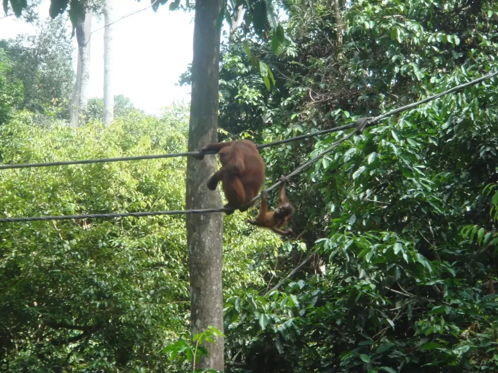 Orangutan in trees