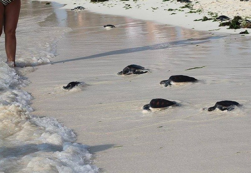 Zanzibar_turtle release day