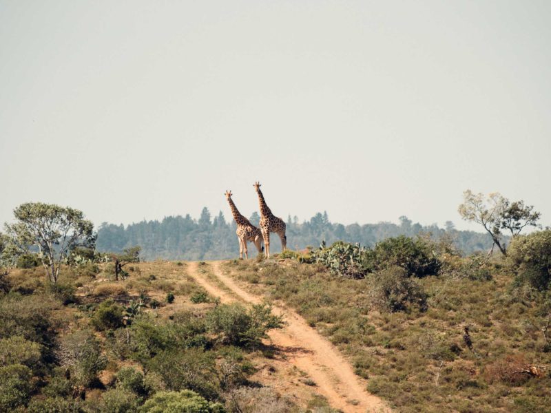 giraffes at a distance