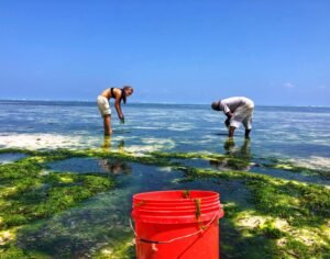 seaweed picking