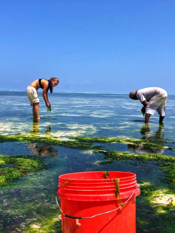 seaweed picking