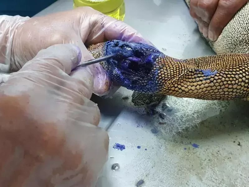 cleaning-wound-of-lizard-1