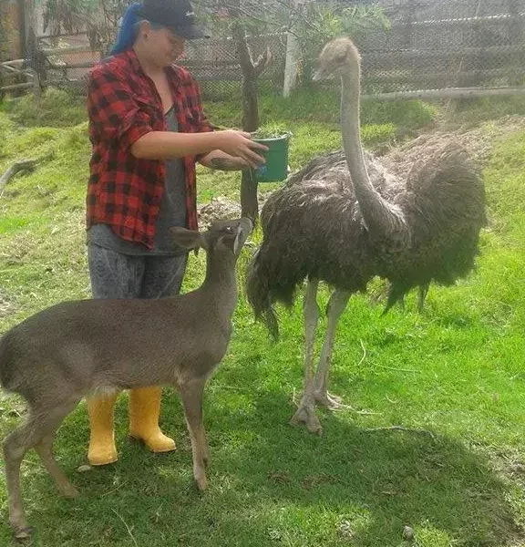 feeding-animals-in-ecuador
