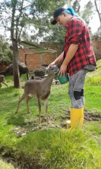 feeding-deer