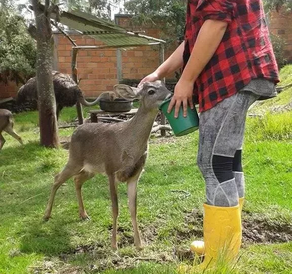 feeding-deer