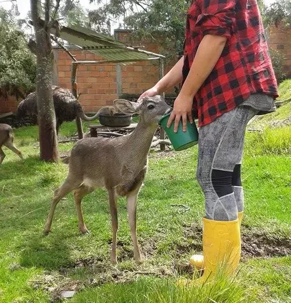 feeding-deer