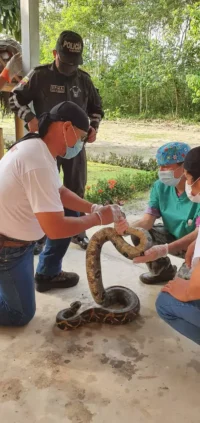 helping-a-rescue-snake-1