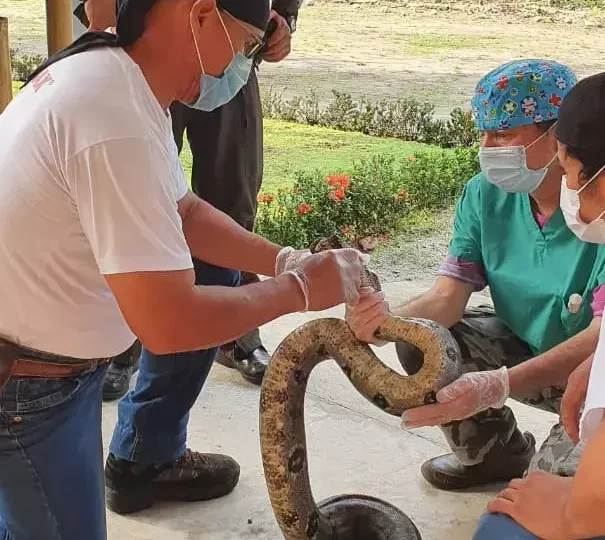 helping-a-rescue-snake-1