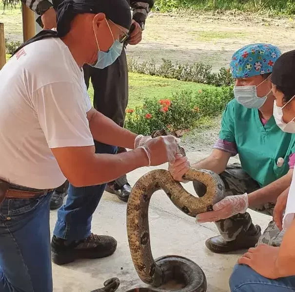 helping-a-rescue-snake-1
