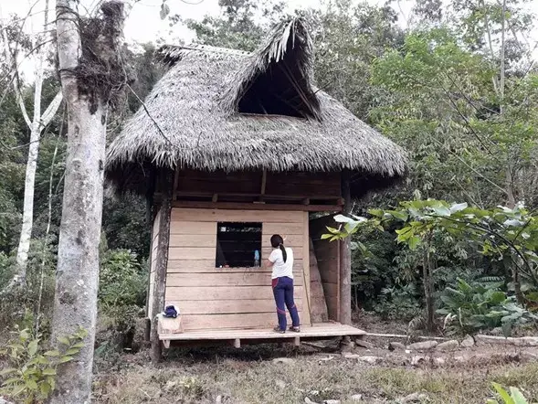 jungle-cabins