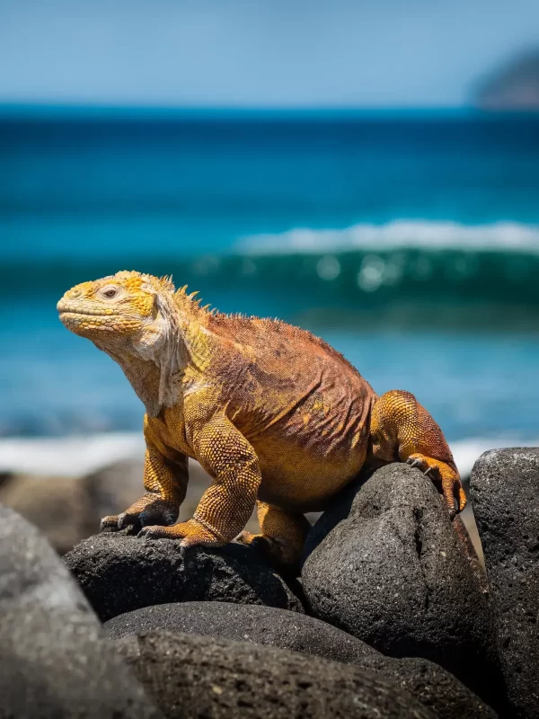 dragon-on-rock-Galapagos