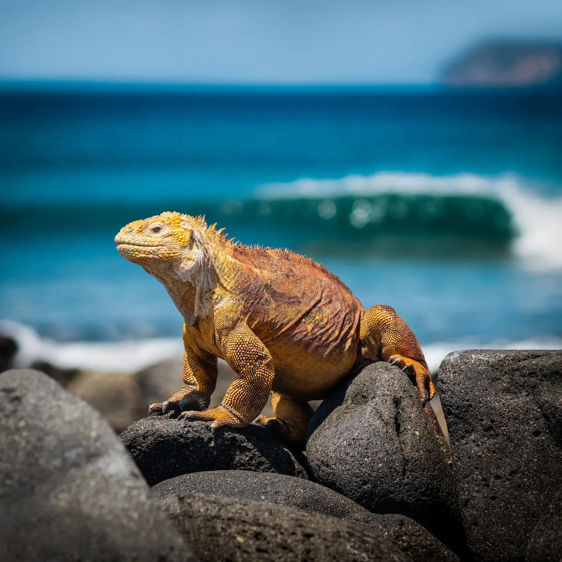 dragon-on-rock-Galapagos