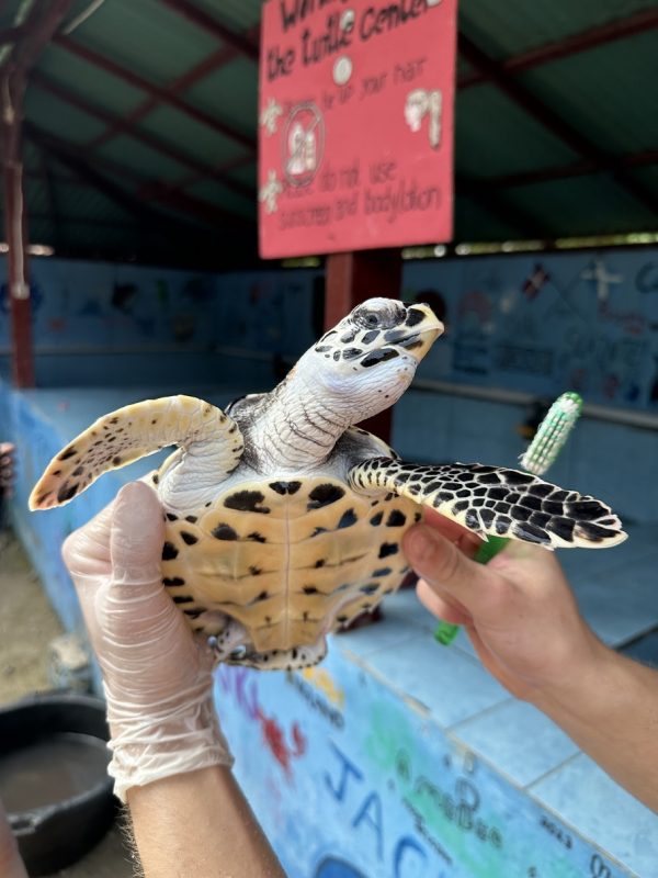 holding turtle