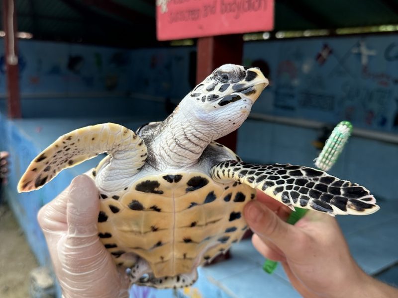 holding turtle