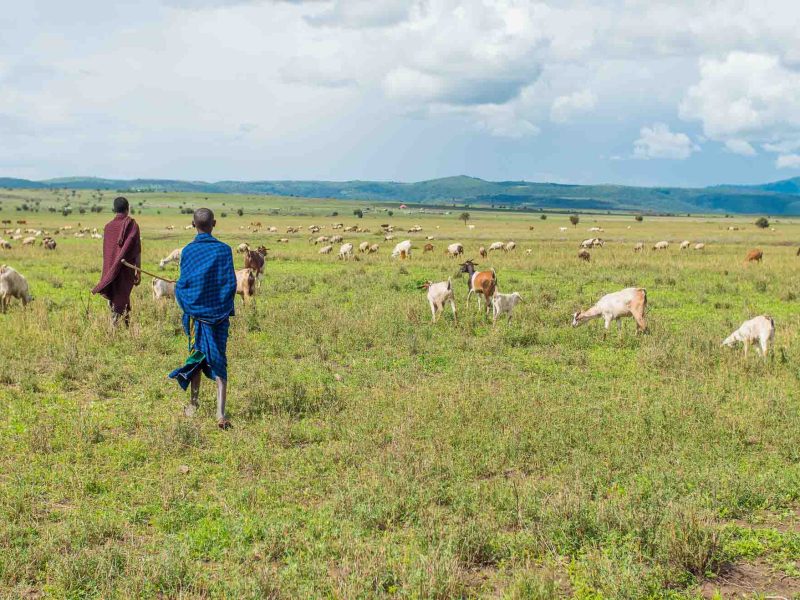 Maasai grazing their cattle (11)-4