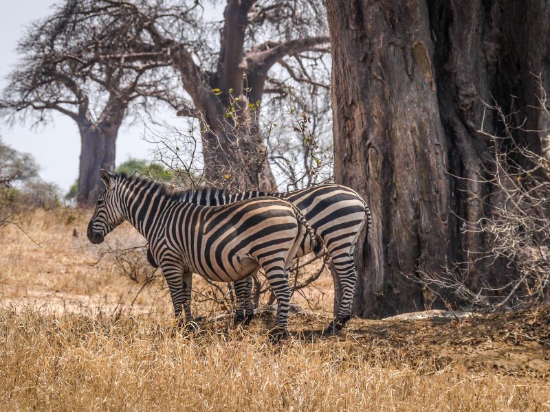 _Tarangire National Park - Zebras