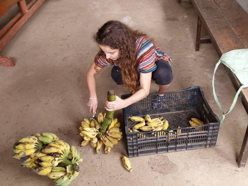 preparaing bananas