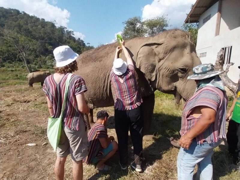measuring elephant