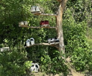 shoes in tree