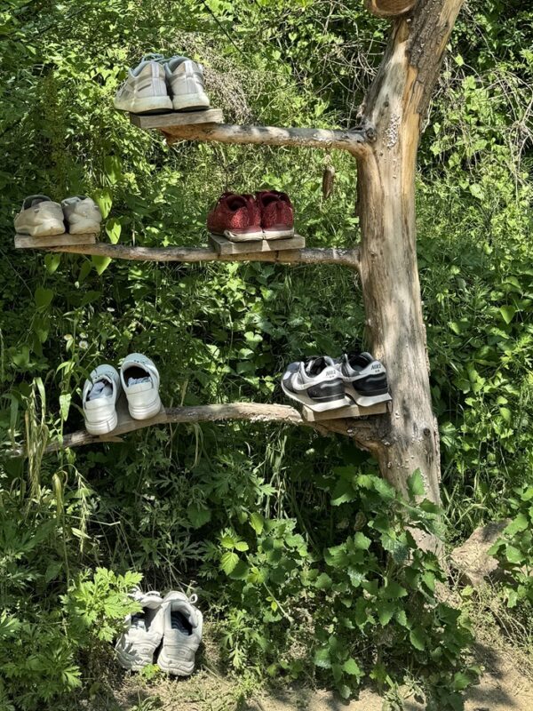 shoes in tree