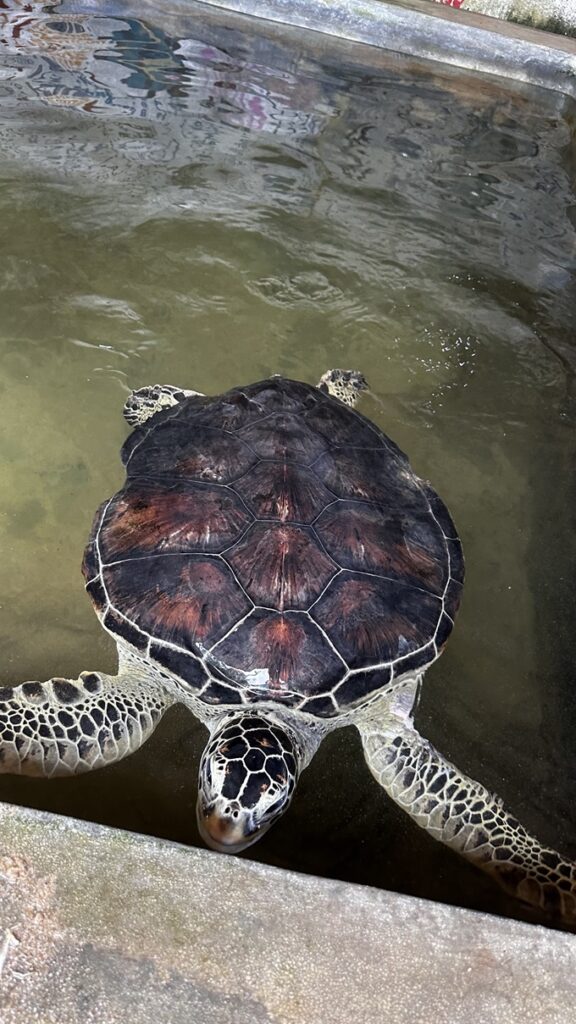 turtle swimming